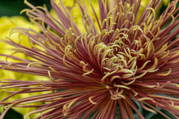 The red and yellow chrysanthemums with long and thin petals are in full bloom