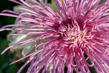 The pink purple chrysanthemums with thin and long petals opened