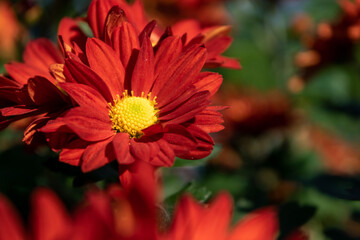 The yellow and red chrysanthemums in the park are in bloom