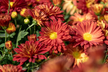 The yellow and red chrysanthemums in the park are in bloom