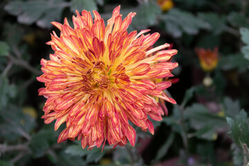 The yellow and red chrysanthemums in the park are in bloom