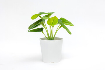 Natural green plant and flower, Fejka in white flowerpot isolated on white background