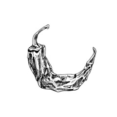 Whole dry pepper chilli. Vintage hatching black illustration.