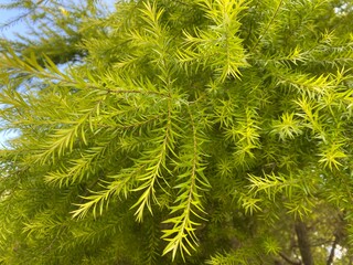 Leaves from a Japanese Cedar tree.