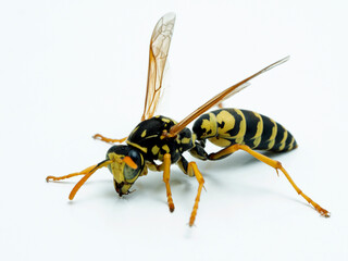 Obraz premium P8290071 European paper wasp, Polistes dominula, isolated on white, Delta, British Columbia, Canada cECP 2021