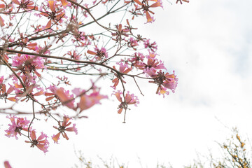 Tree branches with pink flowers over cloudy white sky, spring 