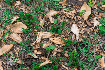 Lawn with autumnal leaves lying on top mixing with the grass. Photo for texture or background. Beginning of autumn