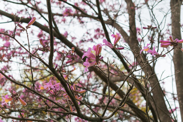 Tree branches with pink flowers over cloudy white sky, spring 