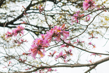 Tree branches with pink flowers over cloudy white sky, spring 