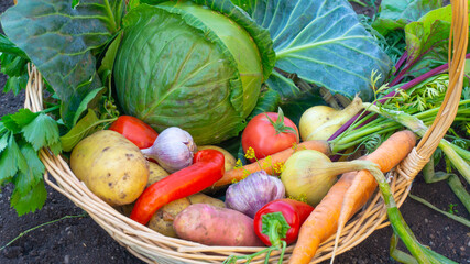 Borscht set of vegetables, beets, cabbage, carrots, onions, garlic, red sweet pepper, tomatoes and potatoes in a basket standing on the ground, farm products eco-friendly natural products