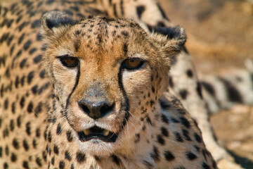 A close-up of the front of Cheetah's head.
