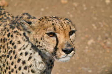 Close-up of the side of the cheetah's head.