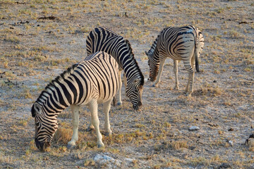 Fototapeta na wymiar Three mountain zebras (Equus zebra) grazing with their heads down.