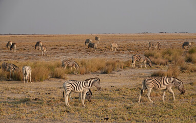 Fototapeta na wymiar A herd of mountain zebras (Equus zebra) graze with their heads down.