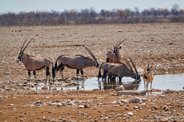 Two Gemsbok (Oryx gazella) were drinking at the pond. The others are on guard.