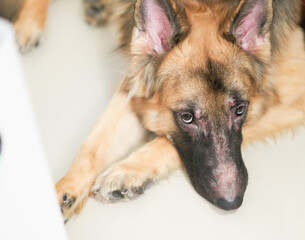 German shepherd dog face with skin rash problem lying down on floor high angle view look at camera