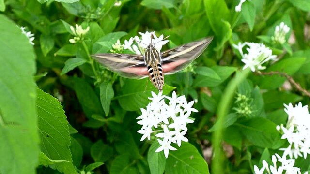 sphinx moth darts among flowers searching for food and pollinating as it goes