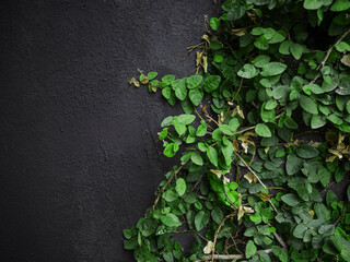 green ivy on black wall
