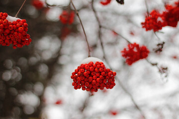 red berries in snow