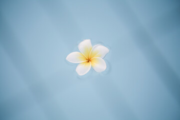Naklejka premium Minimal nature background. frangipani flower in blue water in pool.