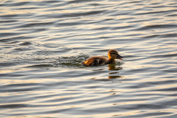 Cute little duckling swimming alone in a lake or river with calm water