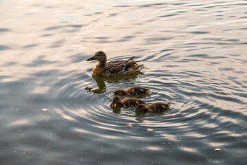 A family of ducks, a duck and its little ducklings are swimming in the water. The duck takes care of its newborn ducklings. Mallard, lat. Anas platyrhynchos