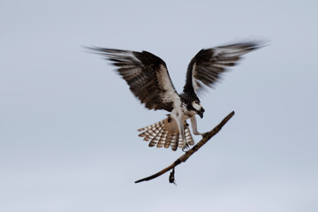 osprey in flight with large stick