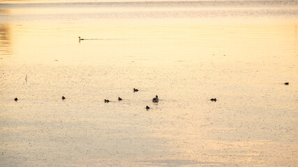 A family of ducks, a duck and its little ducklings are swimming in the water. The duck takes care of its newborn ducklings. Mallard, lat. Anas platyrhynchos