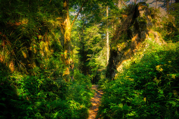 forest in the morning