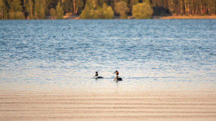 Fototapeta na wymiar Two Great Crested Grebes swim in the lake