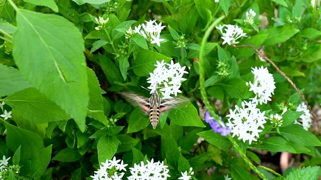 sphinx hummingbird moth hovers from flower to flower pollinating while getting nectar