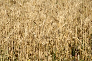 September Wheat, Pylypow Wetlands, Edmonton, Alberta