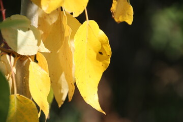 Yellow Autumn Leaves, Pylypow Wetlands, Edmonton, Alberta