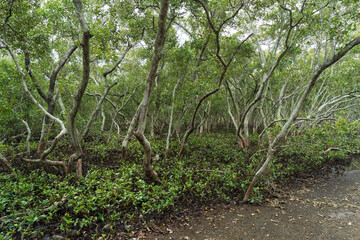 Naklejka na ściany i meble Mangrove forest in the Wynnum wetlands 