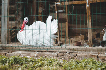 white swan on the fence