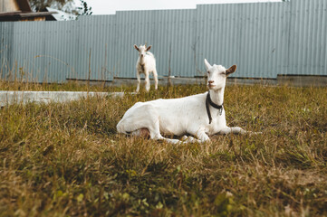 goat on the farm