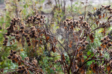 A spider's web hangs on a thistle bush