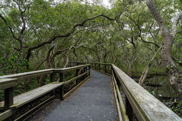 A branch overhangs a seat on the boardwalk at the Wynnum Mangrove Wetlands, Queensland, Australia. 