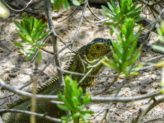 The spy iguana in Johnny Cay, San Andres islands