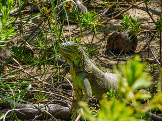 Iguana taking a sun bath on Johnny Cay, San Andres islands