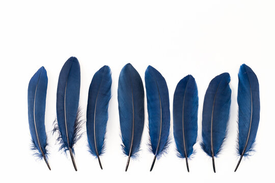 Navy blue feathers on white background