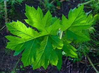 Plant closeup in the forest