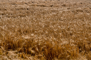 Golden wheat