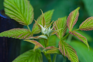 The young shoots of raspberries closeup on a green background in spring