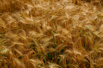 Golden wheat