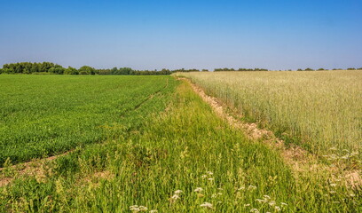 Fototapeta premium Landscape with the junction of two fields on the background of copse and blue sky in summer