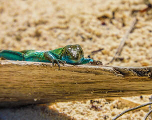Naklejka na ściany i meble Surprising lizard resting on the wood of the beach in Johnny Cay, San Andres islands