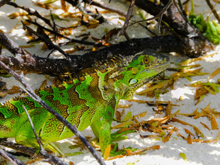 Small green iguana strolling along the beach in Johnny Cay, San Andres islands
