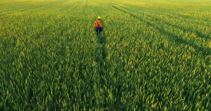 Aeriel View farmer inspects a crop in a wheat field