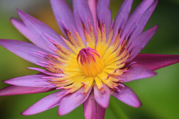 Clouse up lotus flower in the garden